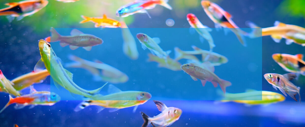 熱帯魚の水槽