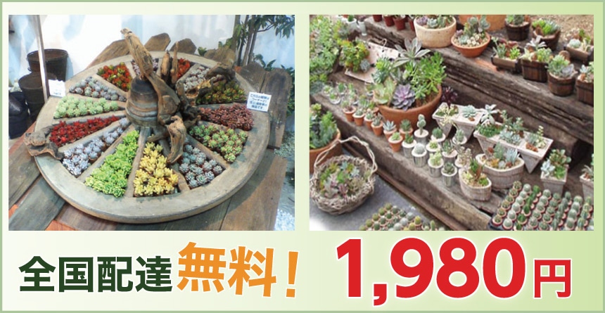 観葉植物特集 ホームセンター通販コメリドットコム