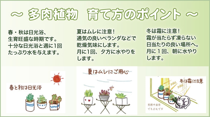 観葉植物特集 ホームセンター通販コメリドットコム