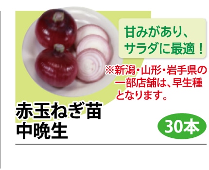 玉ねぎ苗予約特集 - ホームセンター通販コメリドットコム