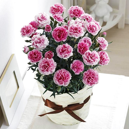 母の日ギフト特集 ホームセンター通販コメリドットコム