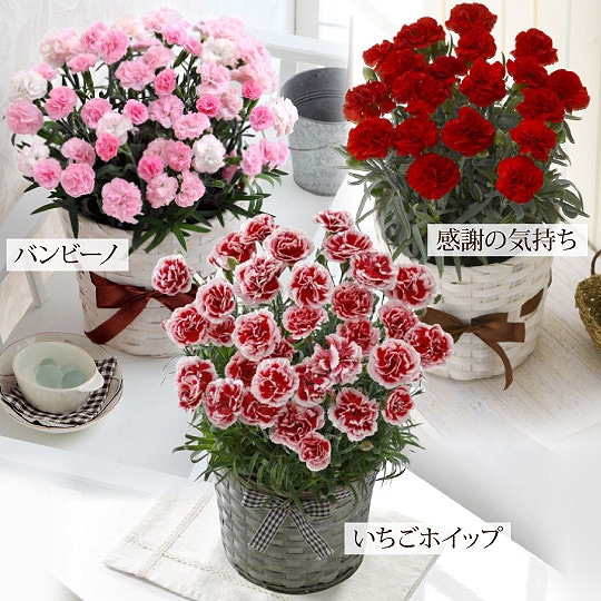 母の日ギフト特集 ホームセンター通販コメリドットコム