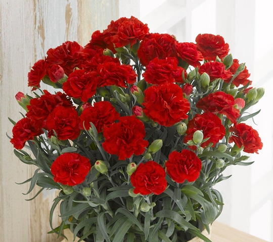 母の日ギフト特集 ホームセンター通販コメリドットコム