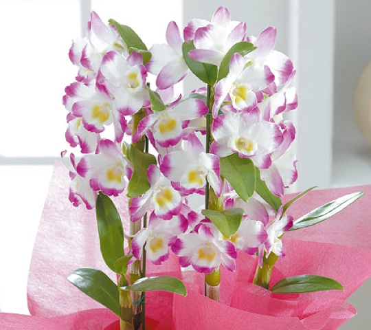 母の日ギフト特集 ホームセンター通販コメリドットコム