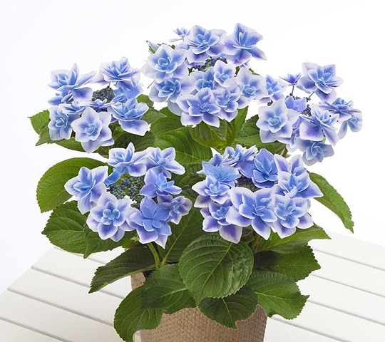 母の日ギフト特集 ホームセンター通販コメリドットコム