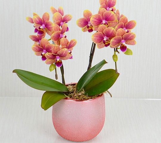 母の日ギフト特集 ホームセンター通販コメリドットコム