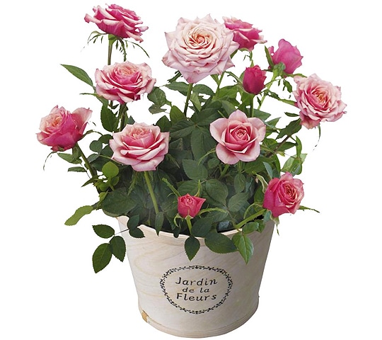 母の日ギフト特集 ホームセンター通販コメリドットコム