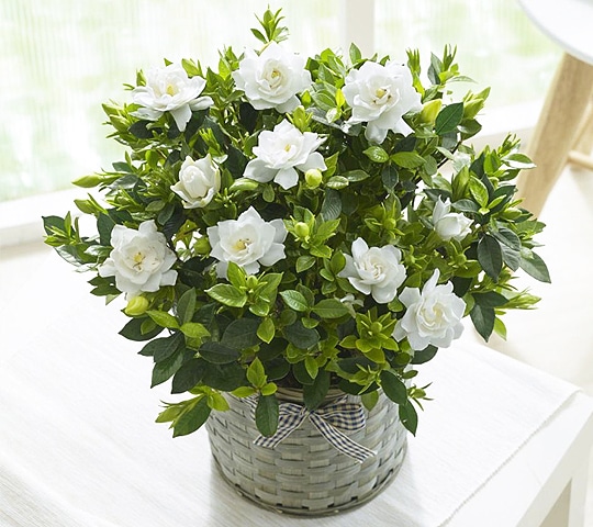 母の日ギフト特集 ホームセンター通販コメリドットコム