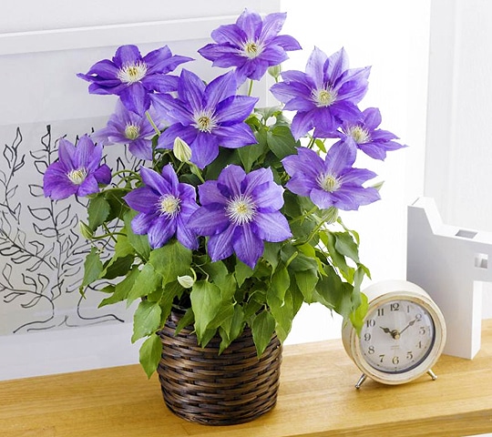 母の日ギフト特集 ホームセンター通販コメリドットコム