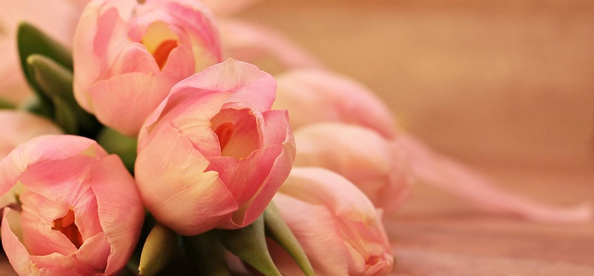 母の日ギフト特集 ホームセンター通販コメリドットコム