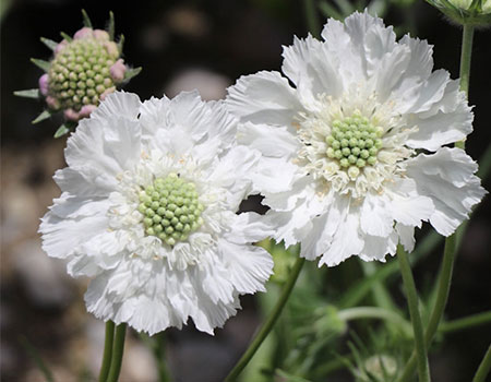 宿根草開花時期が長く育てやすい