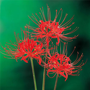 夏植え花球根