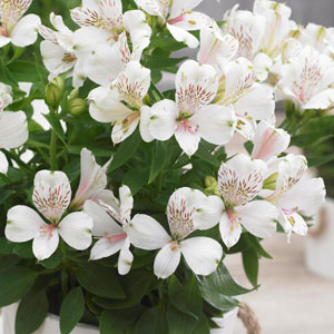 その他花球根