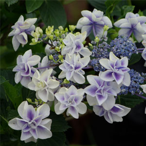 加茂紫陽花