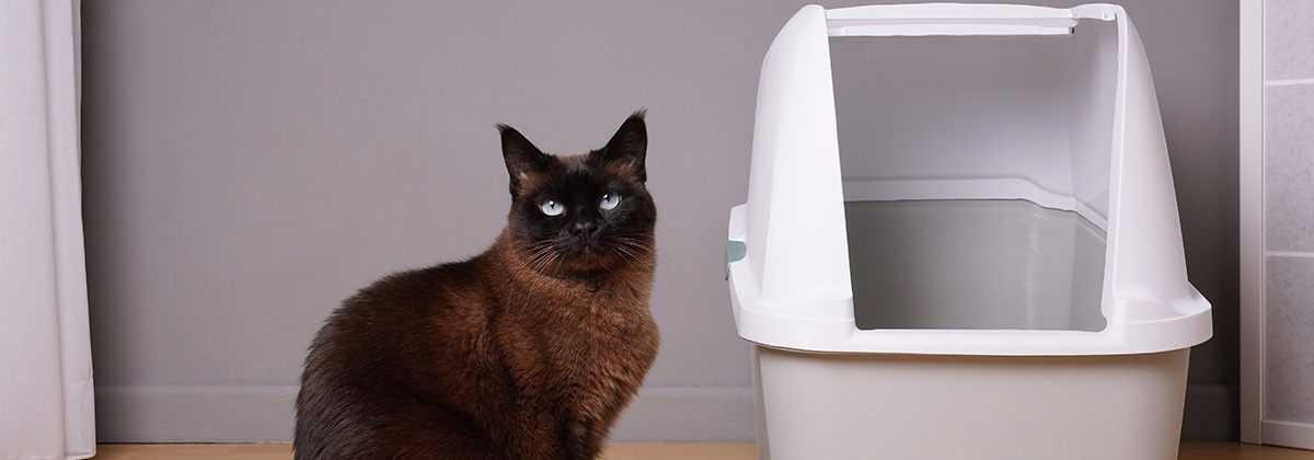 ネコちゃんのトイレおすすめ特集 おしゃれな物から大型の物まで ホームセンター通販コメリドットコム