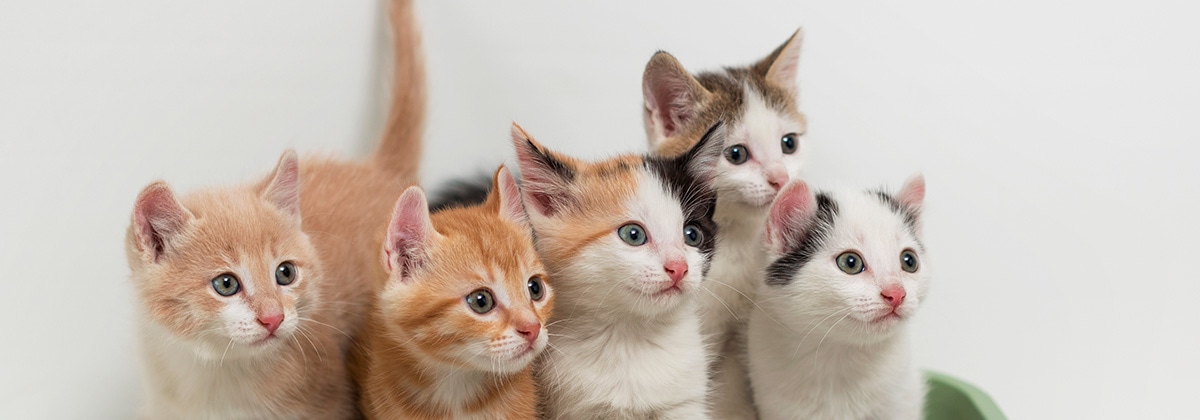 多頭飼いのでの猫のトイレ