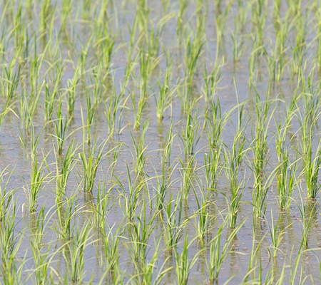 田植え