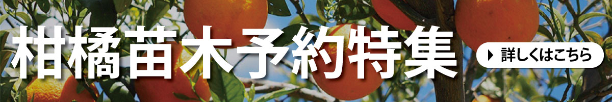 柑橘苗木予約特集