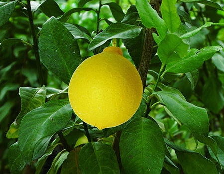 柑橘・レモン