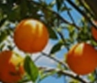 柑橘苗木予約特集