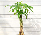 観葉植物特集