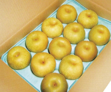 新潟県加茂市産南水梨約5kg(10～14玉入)
