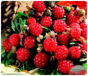 ブルーベリー特集 ホームセンター通販コメリドットコム