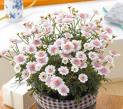 母の日特集 ホームセンター通販コメリドットコム