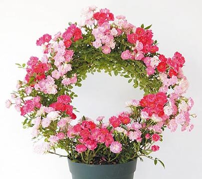 母の日特集 ホームセンター通販コメリドットコム