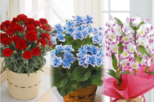 母の日特集 ホームセンター通販コメリドットコム