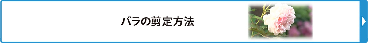 バラの剪定方法