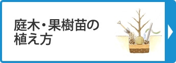 庭木・果樹苗の植え方