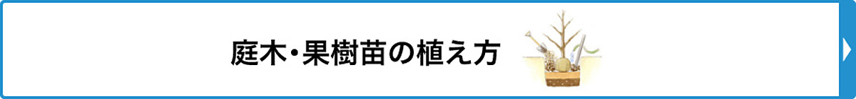 庭木・果樹苗の植え方