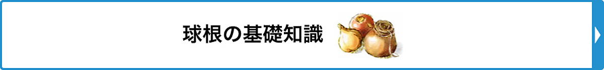 球根の基礎知識