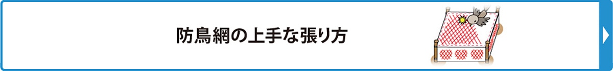 防鳥網の上手な張り方